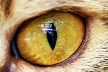 mike vom mars mike-vom-mars.com online-quiz online-trivia online-test quizfragen quiz trivia spiel teste dein wissen Welches Tier verbirgt sich hinter diesen Schlitzaugen? Katze Löwe Leopard