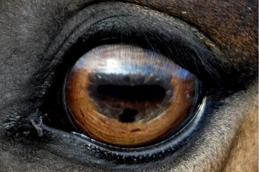 mike vom mars mike-vom-mars.com online-quiz online-trivia online-test quizfragen quiz trivia spiel teste dein wissen Wer hat solche großen Kulleraugen? Elefant Zebra Pferd