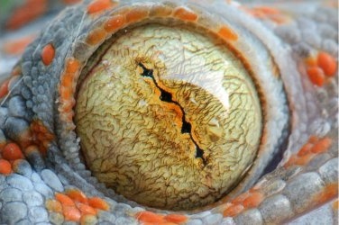 mike vom mars mike-vom-mars.com online-quiz online-trivia online-test quizfragen quiz trivia spiel teste dein wissen Wer guckt hier? Eidechse Schlange Gecko