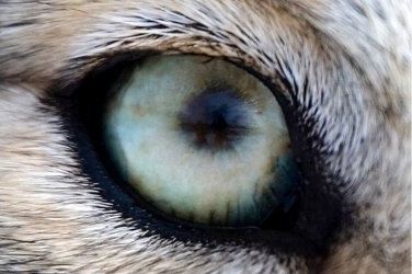 mike vom mars mike-vom-mars.com online-quiz online-trivia online-test quizfragen quiz trivia spiel teste dein wissen Zu welchem Tier gehören die Augen, die in diesem Pelz stecken? Wolf Hund Schaf