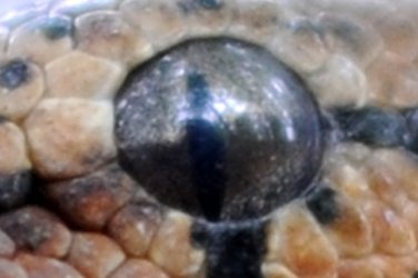 mike vom mars mike-vom-mars.com online-quiz online-trivia online-test quizfragen quiz trivia spiel teste dein wissen Welches Tier verbirgt sich hinter diesen Augen? Schildkröte Schlange Eidechse