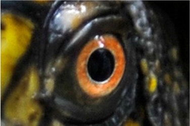 mike vom mars mike-vom-mars.com online-quiz online-trivia online-test quizfragen quiz trivia spiel teste dein wissen Ist hier ein gefährliches Raubtier zu sehen? Schlange Schildkröte Fisch