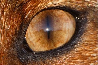 mike vom mars mike-vom-mars.com online-quiz online-trivia online-test quizfragen quiz trivia spiel teste dein wissen Wer schaut hier durch schmale Schlitze? Fuchs Wal Pferd