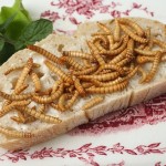 Ernährung der Zukunft - Insekten