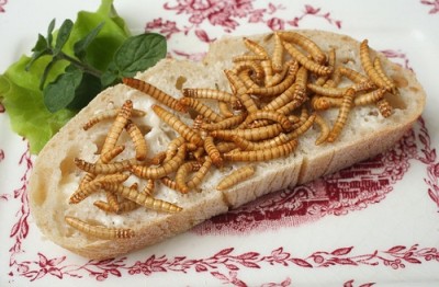 Ernährung der Zukunft - Insekten
