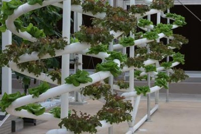 Hydrokultur Urban Farming Sky Farming