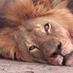 walter palmer cecil lion löwe simbabwe getötet jagd safari hwange nationalpark Maskottchen grosswildjagd jäger Zahnarzt Theo Bronkhorst Pfeil und Bogen sozialisierung männlichkeitswahn