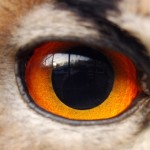 tieraugen quiz trivia test online-quiz online-trivia online-test quizfragen spiel wissenstest
