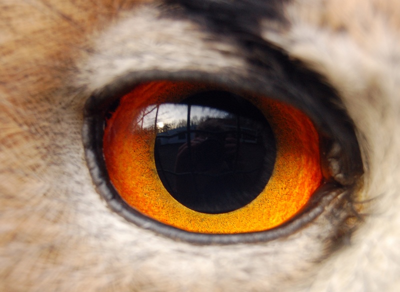 tieraugen quiz trivia test online-quiz online-trivia online-test quizfragen spiel wissenstest
