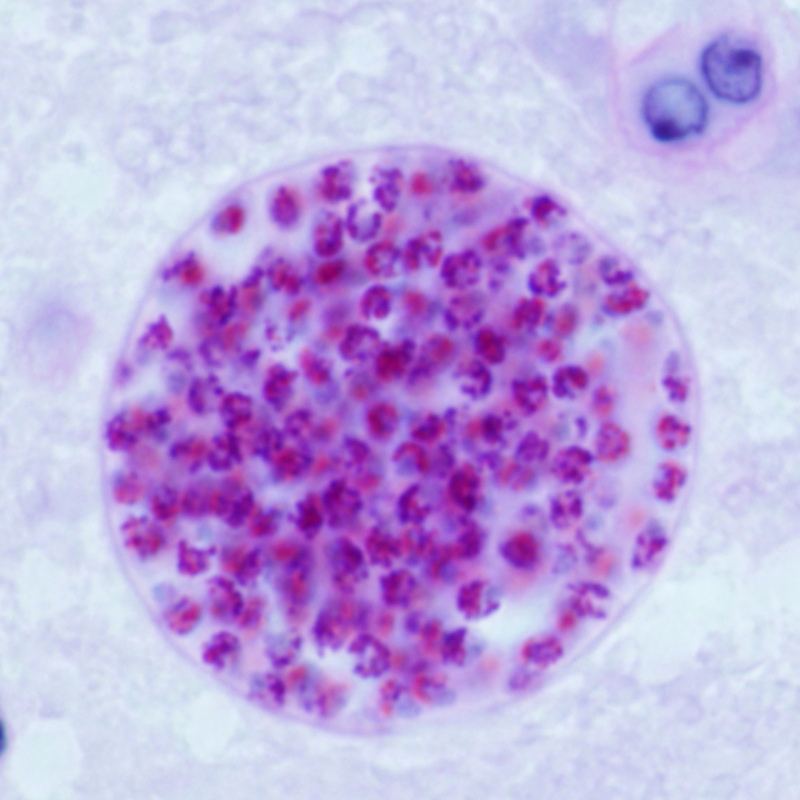 toxoplasma gondii parasit zombie zombieparasit verhaltensänderung psyche depression schizophrenie sex sexuell mike vom mars blog